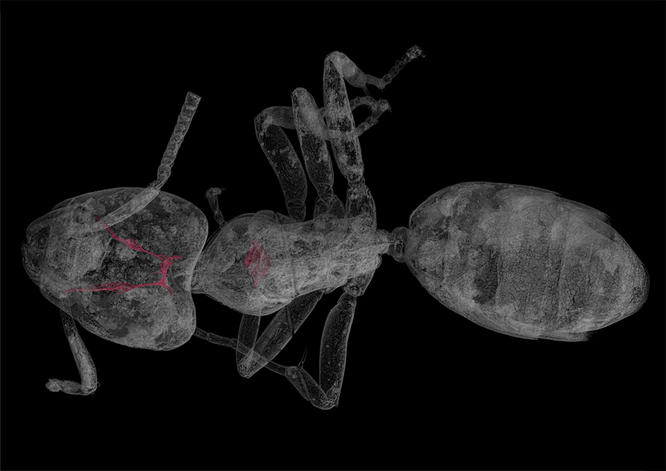 Картинка с сайта DESY